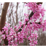 江永：紫荆花开春意浓