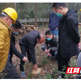 抓防疫抢复工 长沙市清理病枯死松木近8万株