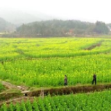 油菜花开正当时 魅力东安迎客来