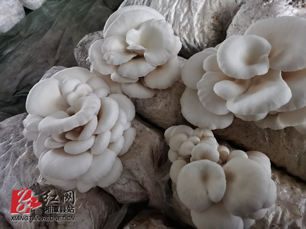 微信图片_20200228100825.jpg