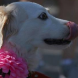 香港渔护署检测发现狗对新冠肺炎测试呈弱阳性反应