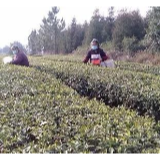 武冈：科技扶贫专家服务团既打战"疫”又帮脱贫