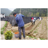 汤溪镇：支部农场春种忙