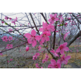 冷水滩区蔡市镇：百亩桃花相映红