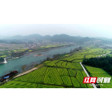 邵阳县金称市镇：夫夷河畔 千亩油菜连片绽放