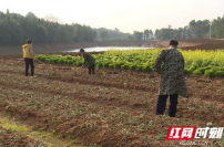 湘阴：易地扶贫搬迁户 田间地头劳作忙