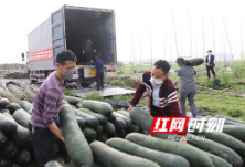 江永：村民捐赠30吨果蔬驰援湖北黄冈