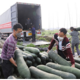 江永：村民捐赠30吨果蔬驰援湖北黄冈