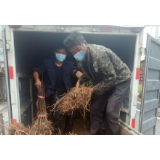 滁口镇：苗木配送助生产