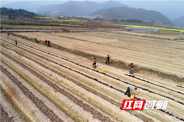 2月28日，湖南省江永县上江圩镇桐口村的农民在田间起垄、盖膜、下肥料。（黄海）