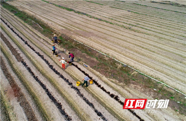 行走在乡村的田间地头，听得到旋耕机的轰鸣，闻得见泥土的清香。处处看到的都是农民们忙碌劳作的身影，他们有的忙着挖地、有的正施肥、有的在培土，他们抢抓农时，投入到一年的春耕生产中。（黄海）
