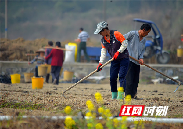 随着气温的逐渐回升，江永县农业生产进入了繁忙的春耕时期。（黄海）