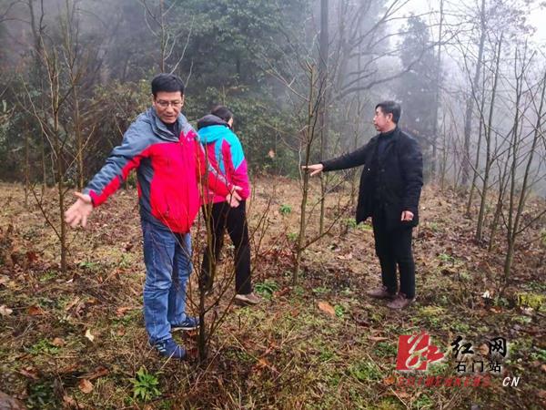 据方升佐介绍,青钱柳,金银花不仅具备天然无公害的宝贵的药食同源价值