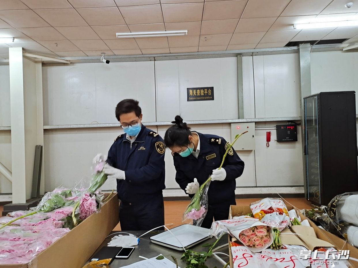 长沙黄花机场海关关员第一时间对进口鲜花进行检验。