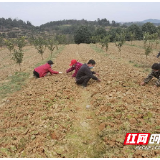 邵阳县蔡桥乡：力推三举措确保防疫春耕两不误