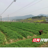 直与天地争春回——邵阳县硬核战“疫”聚力复产