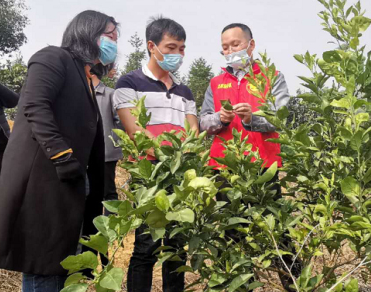 省市科技特派员齐上阵，服务郴州柑橘产业