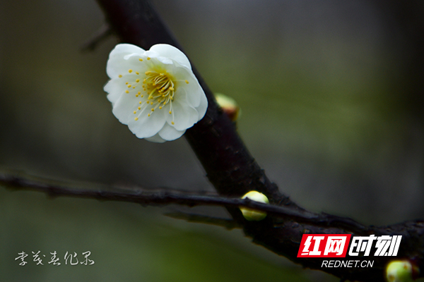 李茂春摄