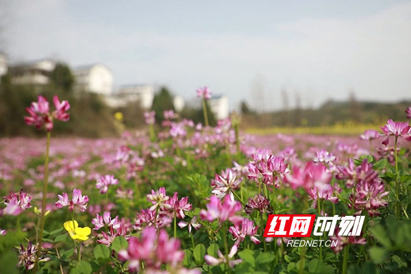春天里，百花香。在新田县的乡间田野，处处皆见肆意怒放的草籽花。（黄新）