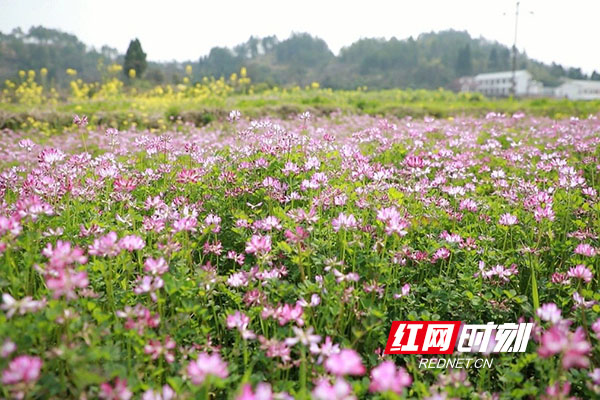 草籽花。（黄新）