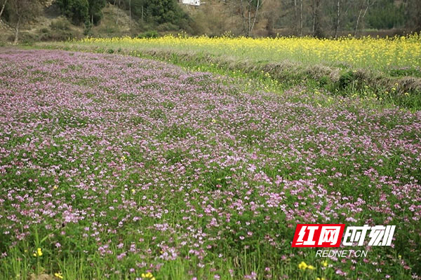 草籽花。（黄新）