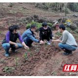 古丈溪口村：春耕种茶正酣时，巩固脱贫兴产业