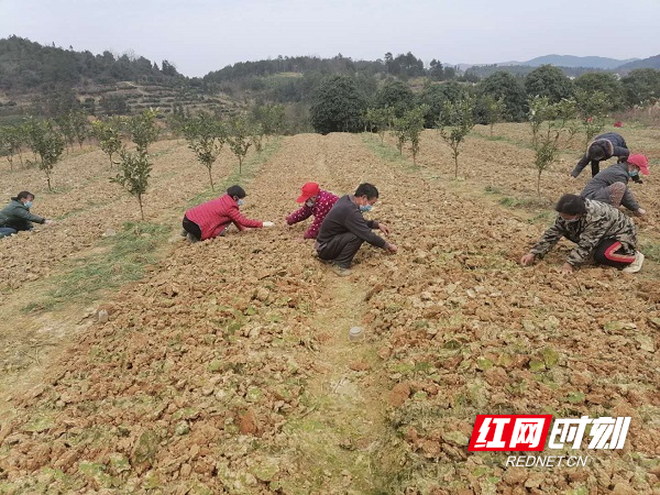 蔡桥乡村民正在土地里忙着播种.jpg