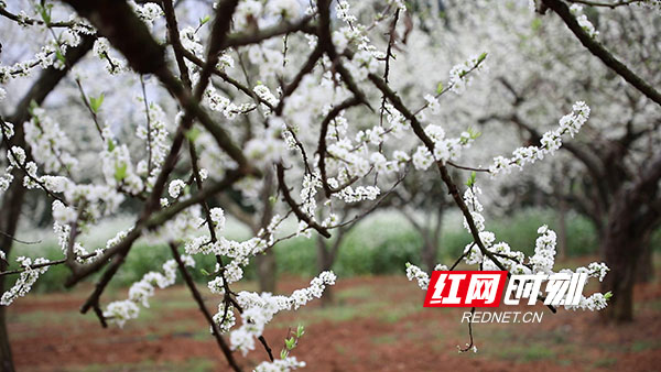 一株株造型各异的李树上，缀满了一簇簇耀眼的白花，就像无数的玉粉蝶，从天空飞落枝头。（新田融媒记者 蒋军君）