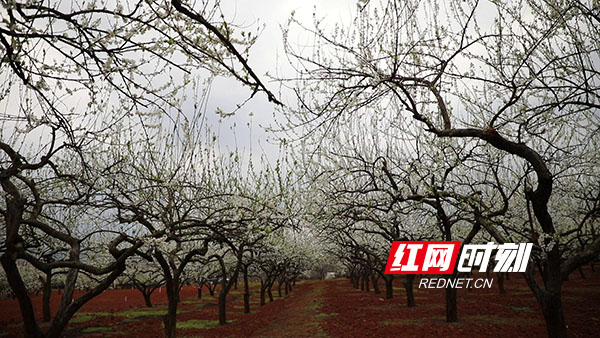 永州新田县骥村镇的万亩果园里盛开的李花。