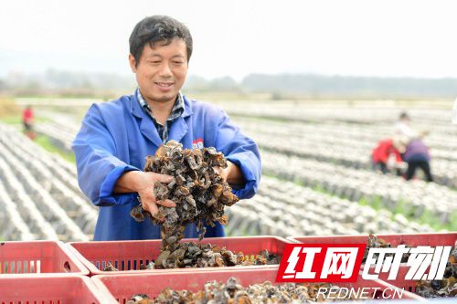 2月29日，道县寿雁镇空树岩村黑木耳基地，农民在采收黑木耳。