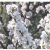 视频丨蓝山：奈李花开似映雪