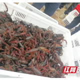 赫山区八字哨镇：春意盎然 奏响农业生产交响乐