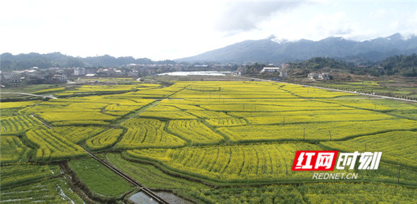 春暖花开，雨后天晴，新化县琅塘镇3000亩油菜花次第绽放，争相夺艳！山水氤氲，蜂蝶飞舞，尽享春的馈赠与收获。游人稀疏，但按捺不住惊鸿一瞥里田园生活的静谧与诗意，一起聆听春天的脚步，徜徉花海，如梦如幻！花香四溢，如醉如痴！正如我们所期待的，也必将实现的：疫情终将过去，春天已经到来。（曹庆华 曹向潮 熊晓冲）