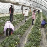 当草莓遇上疫情,种植户玩起“拼团群”