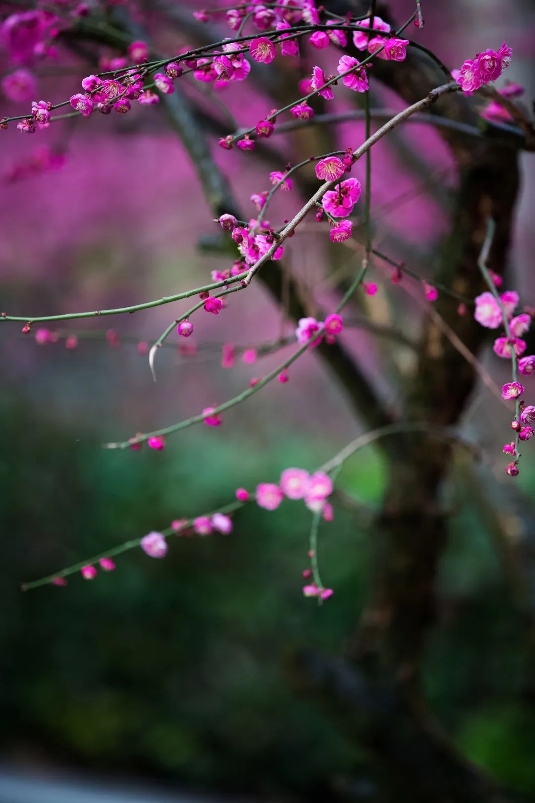 位于雨花区的省森林植物园内，梅花娇艳盛放，花团锦簇间一派盎然春意。