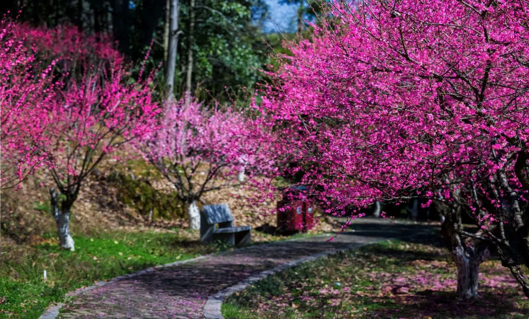 位于雨花区的省森林植物园内，梅花娇艳盛放，花团锦簇间一派盎然春意。