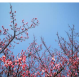 春之色彩 | 想见你，长沙的“花花世界”