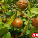 日暖春耕忙 万亩油茶“赶春”焕生机