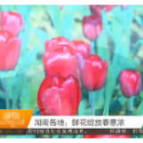 湖南各地：鲜花绽放春意浓