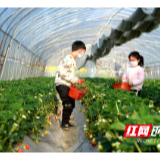 组图丨春天采摘好时光 永顺乡村草莓熟