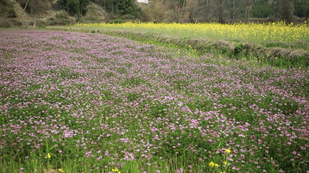 新田草籽花开.mpg_20200229_164815.929.jpg