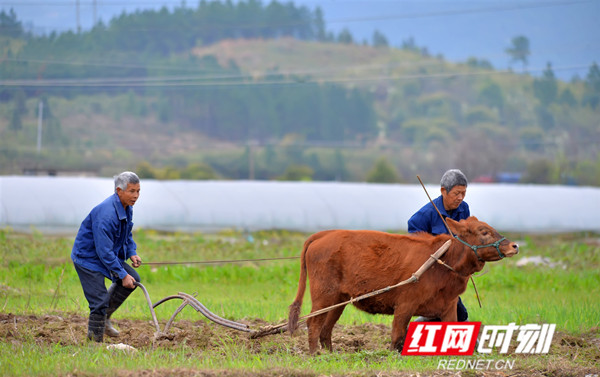 農民教小黃牛犁田.