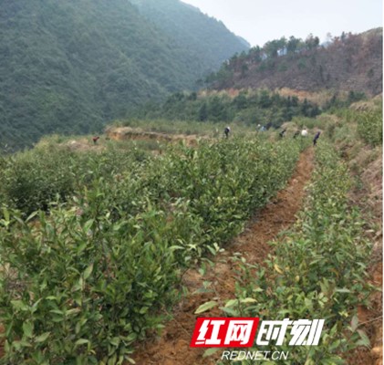 微信图片_20200302173408_副本.jpg