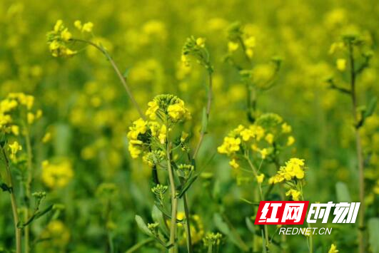 QQ截图20200302143654.jpg