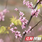 江华：山毫云千亩野生紫荆花迎春绽放