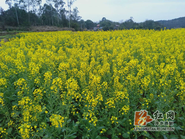 冷水滩区蔡市镇:百亩油菜花开 令人赏心悦目