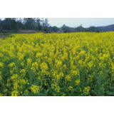 冷水滩区蔡市镇：百亩油菜花开 令人赏心悦目
