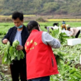 江华：多措并举破解农产品销售难题