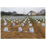 冷水滩区零东圩村：发展苗圃产业 助力脱贫攻坚