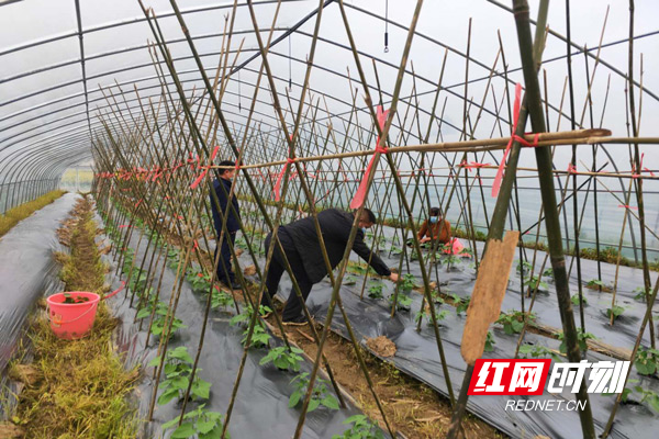农户们正在对菜苗进行养护.jpg 农户们正在对菜苗进行养护.jpg